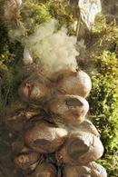 1126 Puffballs releasing spores when hit by raindrops